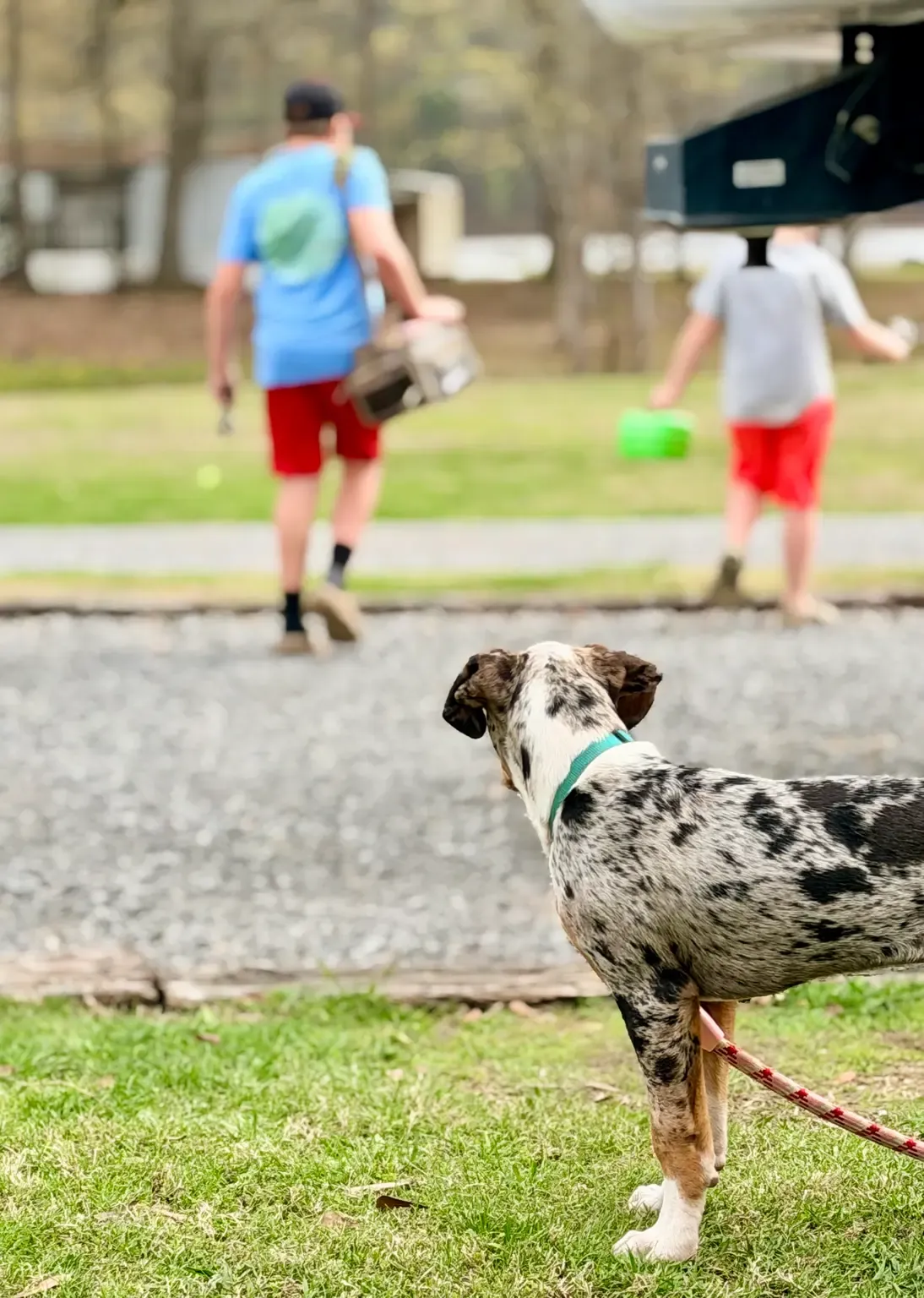 Leashed spotted dog watching two campers walk away near an RV at Greensport.