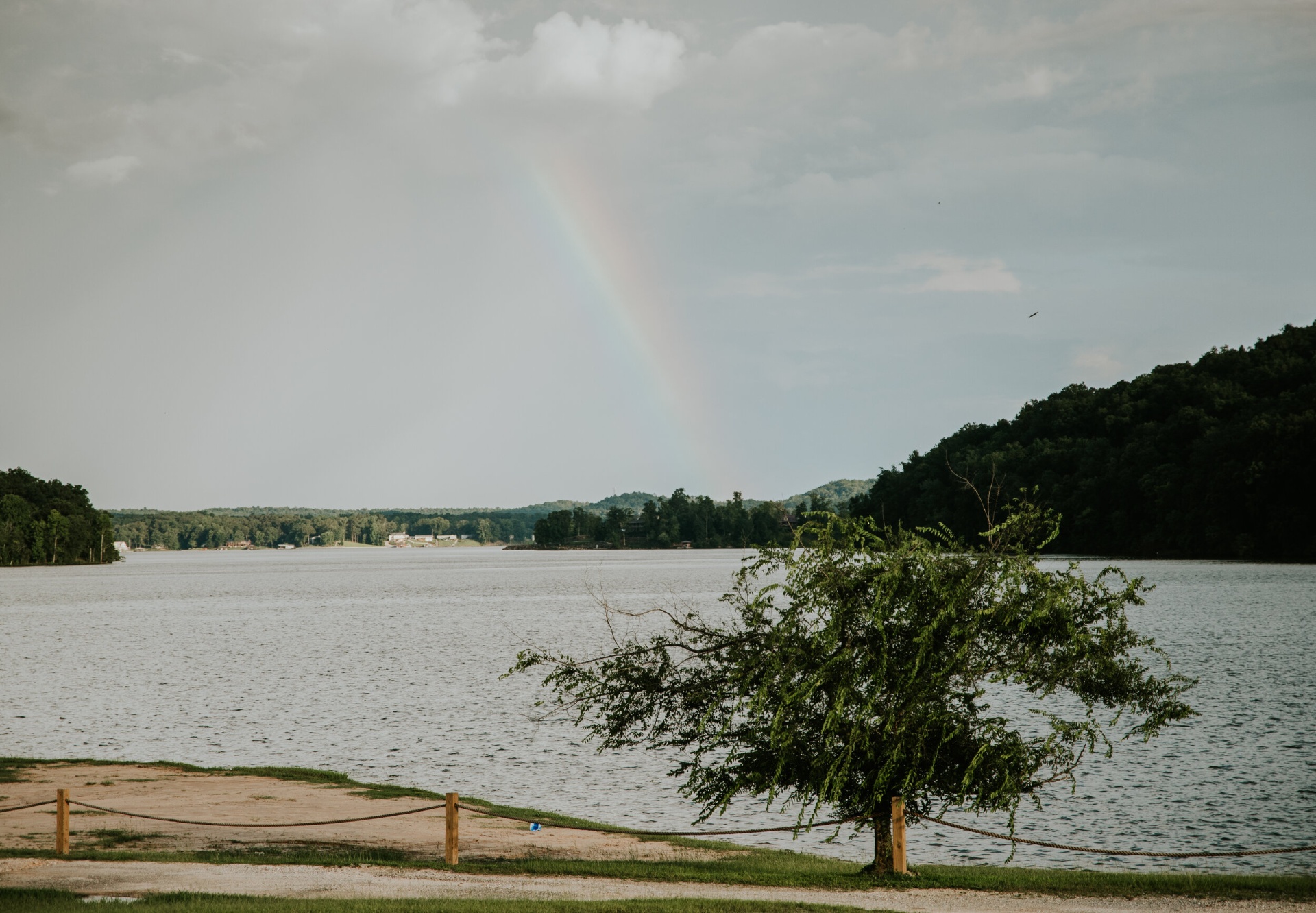 Lone tree by the lake with a rainbow in the sky