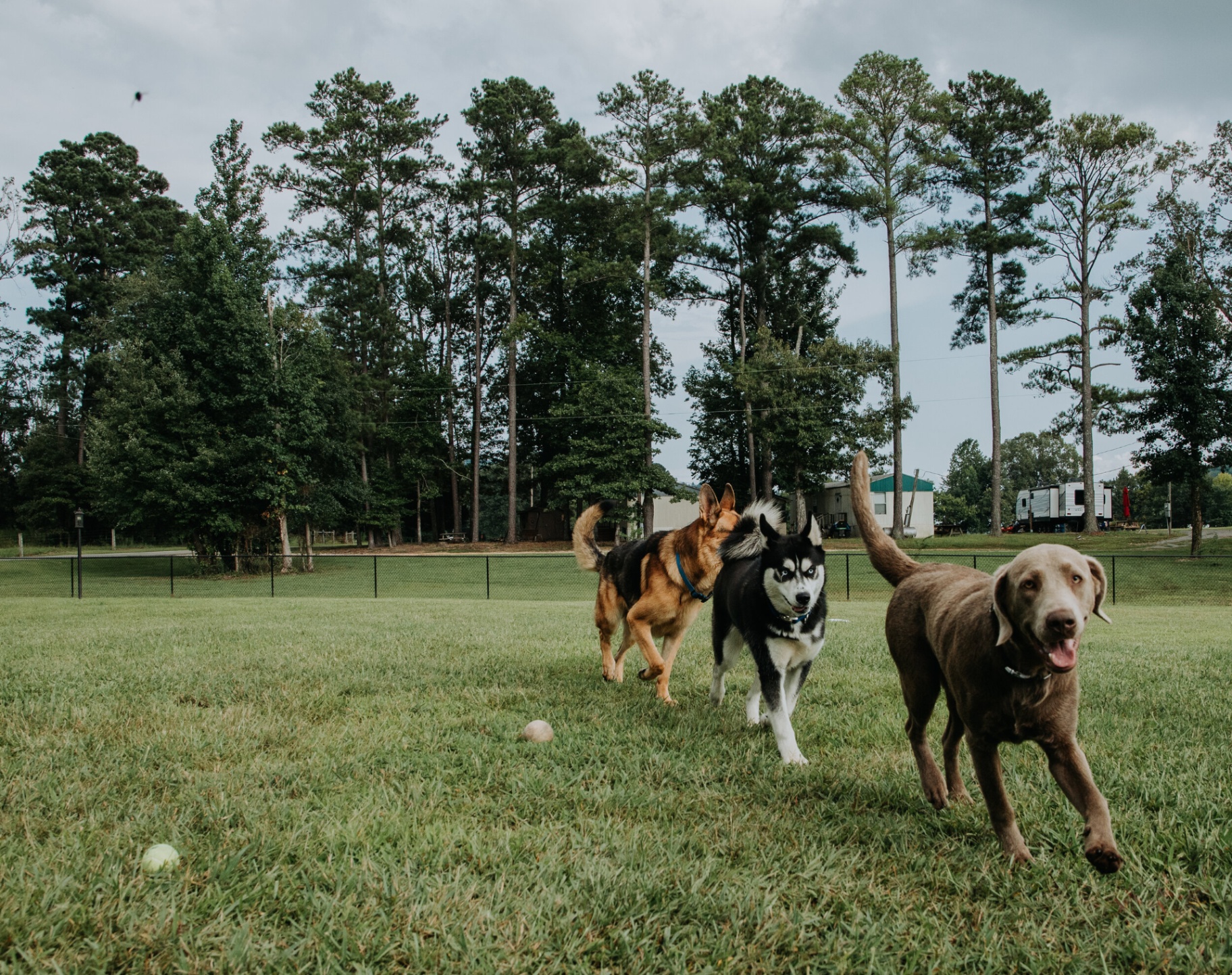 Dogs playing in the off-leash dog park