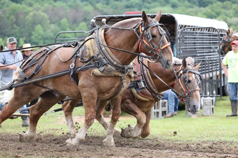 Second Annual Mule Day